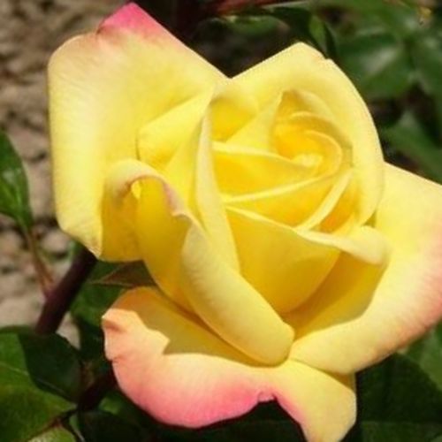 Rosa  Rose Aimée™ - żółto - różowy  - Róże pienne - z kwiatami hybrydowo herbacianymi - korona równomiernie ukształtowana